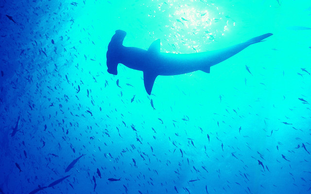 Large shark ocean fish bubble #3 free wallpaper for desktop - medium preview image