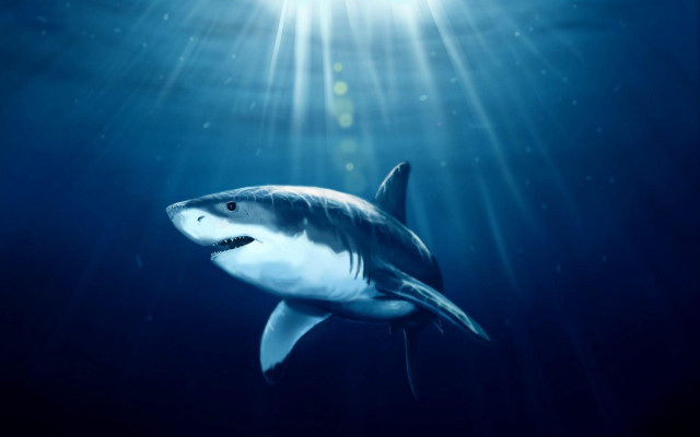 Shark light face ocean photoreal free wallpaper for desktop - medium preview image