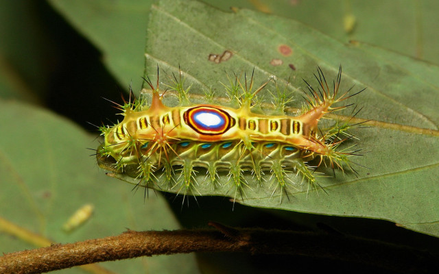 Caterpillar leaf branch blue red free wallpaper for desktop - medium preview image