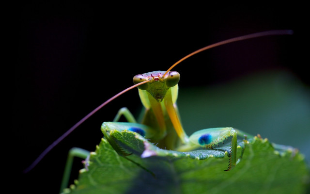 Praying mantis closeup leaf black free wallpaper for desktop - medium preview image