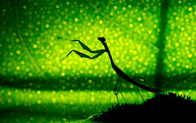 Praying mantis green background blurry free wallpaper for desktop - medium preview image