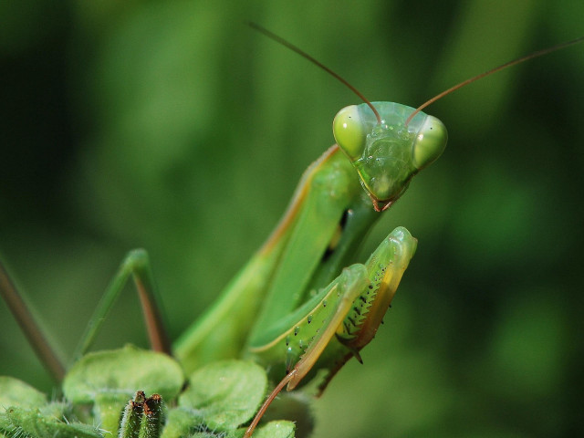 Praying mantis closeup plant water free wallpaper for desktop - medium preview image