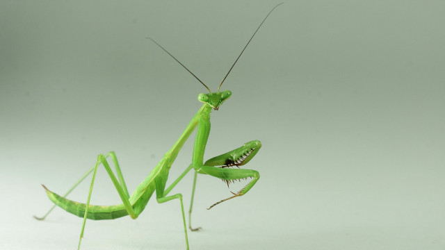 Praying female macro fishing antennae free wallpaper for desktop - medium preview image