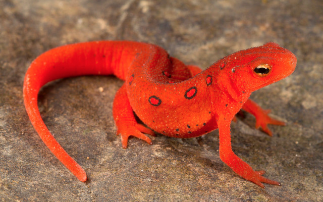 Red lizard rock black spot free wallpaper for desktop - medium preview image