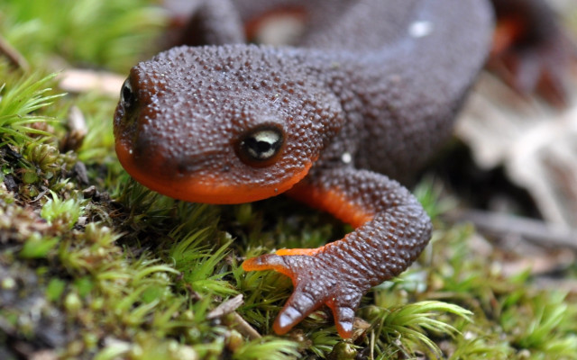 Frog orange brown mossy bokeh free wallpaper for desktop - medium preview image