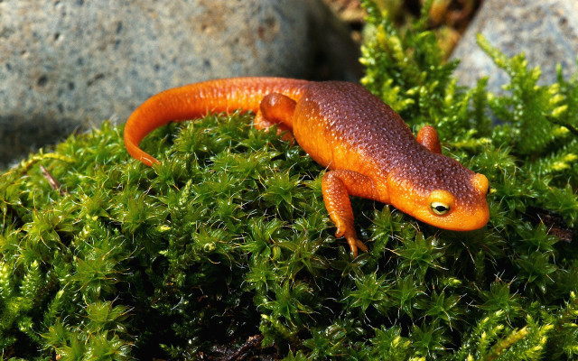 Small orange lizard mossy green free wallpaper for desktop - medium preview image