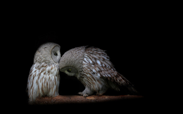 Two owls branch dark night free wallpaper for desktop - medium preview image