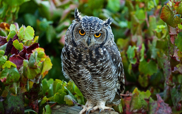 Small owl wooden post garden free wallpaper for desktop - medium preview image