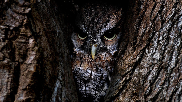 Owl peeking tree trunk wide free wallpaper for desktop - medium preview image