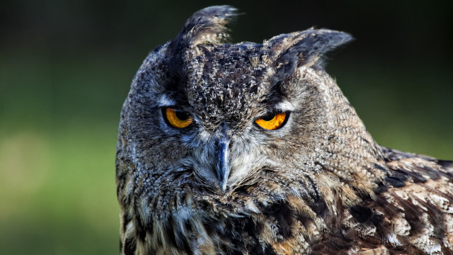 Owl yellow eyes blurry background #4 free wallpaper for desktop - medium preview image