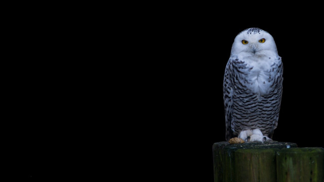 Snowy owl wooden post night free wallpaper for desktop - medium preview image