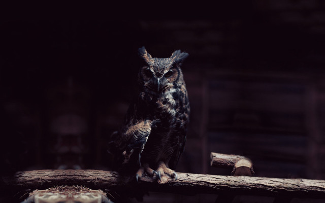 Owl branch dark room wooden #2 free wallpaper for desktop - medium preview image