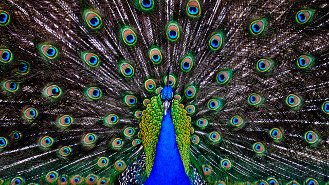 Peacock feathers spread out tail #2 free wallpaper for desktop - medium preview image