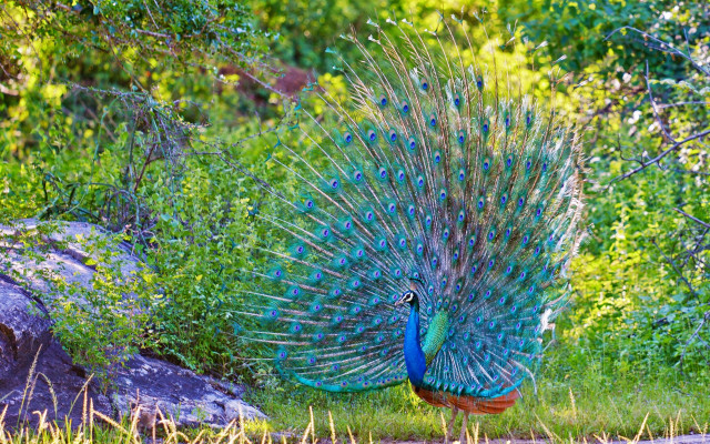 Peacock feathers spread grass rock free wallpaper for desktop - medium preview image