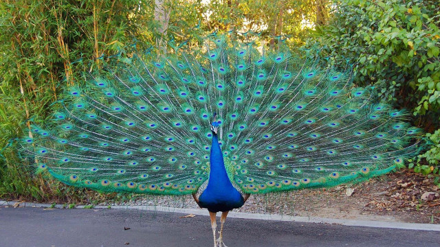 Peacock feathers street trees background #2 free wallpaper for desktop - medium preview image