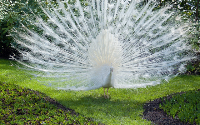White peacock feathers spread grass #4 free wallpaper for desktop - medium preview image