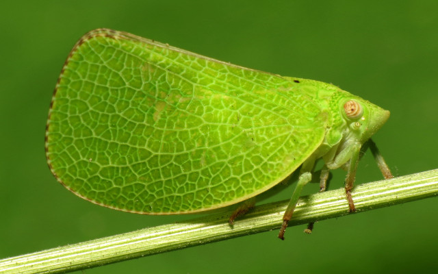 Green bug on stem with free wallpaper for desktop - medium preview image