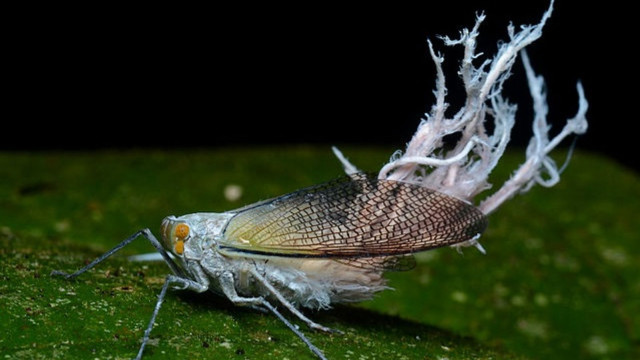 Bug white yellow wings green free wallpaper for desktop - medium preview image