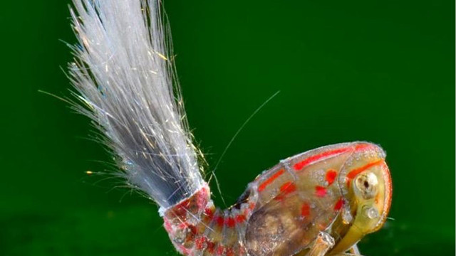 Bug longtail redspots macro ecology free wallpaper for desktop - medium preview image