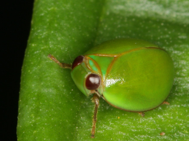 Green bug leaf black spot free wallpaper for desktop - medium preview image