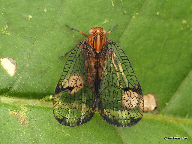 Close up bug leaf nearby free wallpaper for desktop - medium preview image