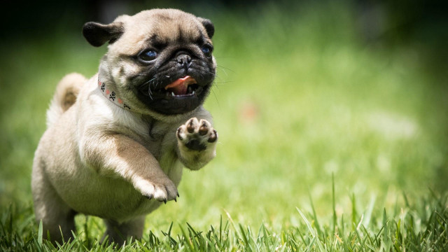 Pug running grass paw open free wallpaper for desktop - medium preview image