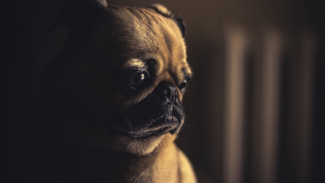 Small dog sad looking camera #2 free wallpaper for desktop - medium preview image