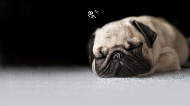 Small dog sleeping floor thought free wallpaper for desktop - medium preview image
