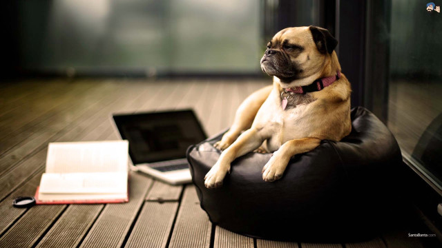 Dog bean bag laptop book #2 free wallpaper for desktop - medium preview image