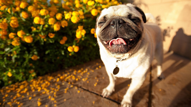 Small pug dog sidewalk mouth free wallpaper for desktop - medium preview image
