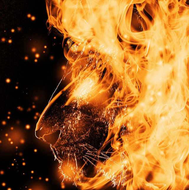 Lion flames black yellow background free wallpaper for tablet - medium preview image
