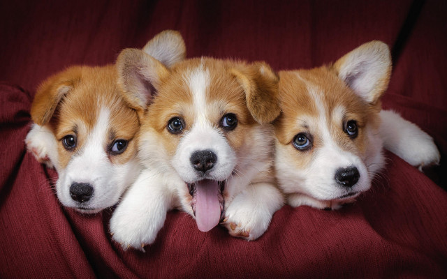 Three puppies red blanket tongue free wallpaper for desktop - medium preview image