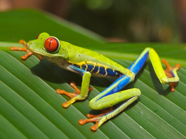 Green frog red eye leaf free wallpaper for desktop - medium preview image