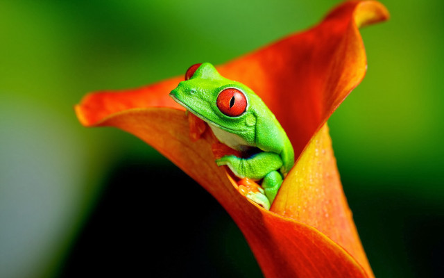 Green frog red eyes flower #2 free wallpaper for desktop - medium preview image