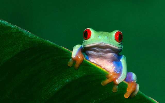Red eyed frog sitting leaf free wallpaper for desktop - medium preview image