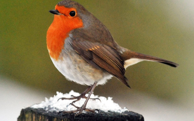 Small bird wood snow green free wallpaper for desktop - medium preview image