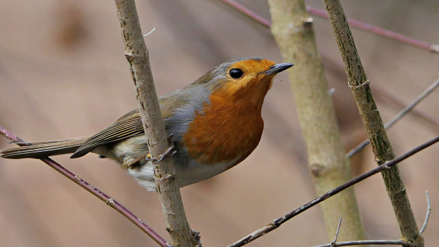 Small bird perched tree branch #9 free wallpaper for desktop - medium preview image