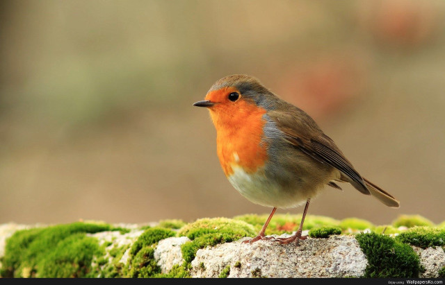 Small bird mossy surface blurry free wallpaper for desktop - medium preview image
