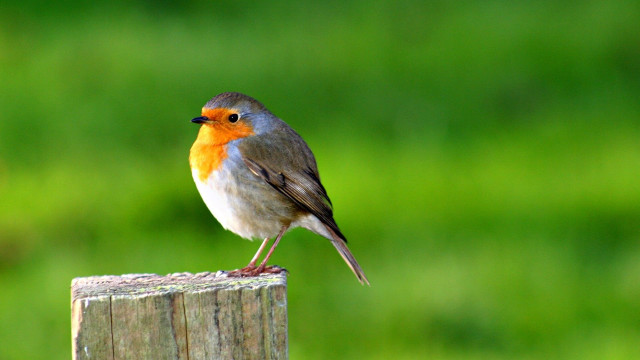 Small bird perched wooden post free wallpaper for desktop - medium preview image