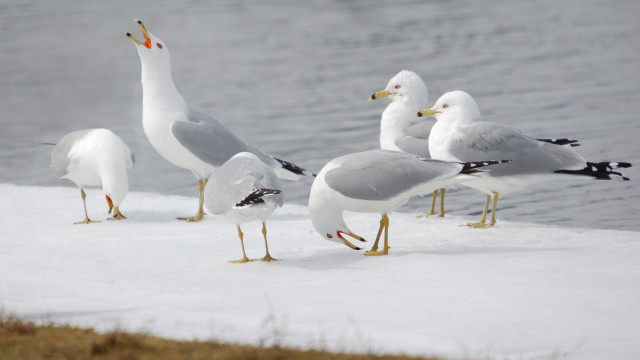 Seagulls snow covered beach water free wallpaper for desktop - medium preview image