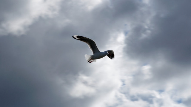 Bird flying cloudy sky air free wallpaper for desktop - medium preview image