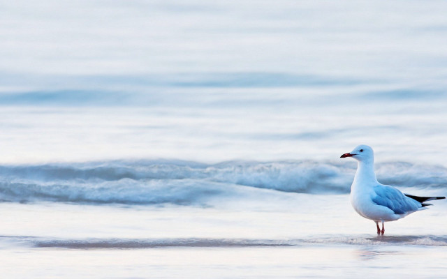 Seagull standing beach looking water free wallpaper for desktop - medium preview image