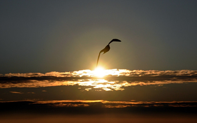 Bird flying sunset sun clouds free wallpaper for desktop - medium preview image