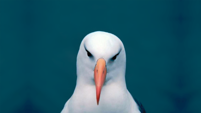 White bird surrealism album cover free wallpaper for desktop - medium preview image