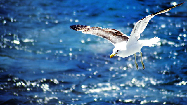 Seagull flying ocean wings spread #2 free wallpaper for desktop - medium preview image
