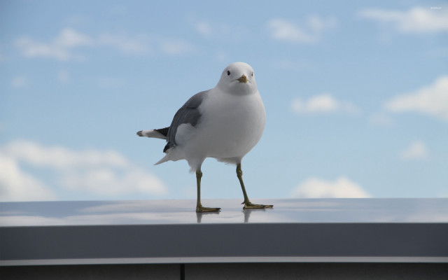 Seagull roof legs crossed head free wallpaper for desktop - medium preview image