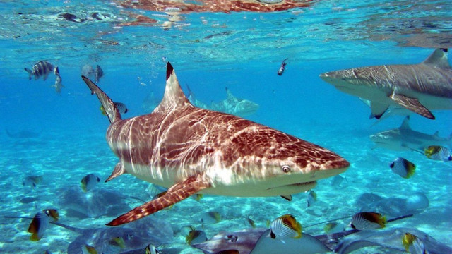 Fish group swimming ocean man free wallpaper for desktop - medium preview image