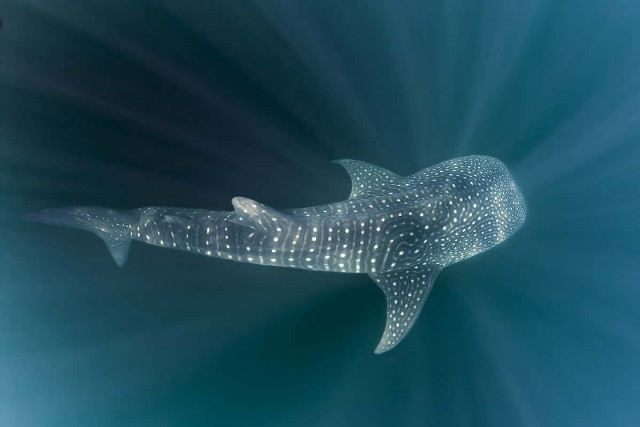 Whale swimming ocean light fish free wallpaper for desktop - medium preview image