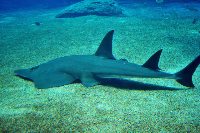 Large black shark ocean rocks free wallpaper for desktop - medium preview image