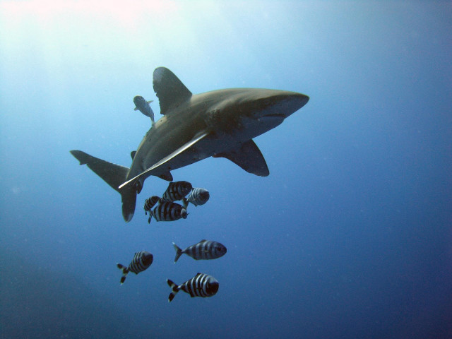 Shark swimming ocean fish group free wallpaper for desktop - medium preview image